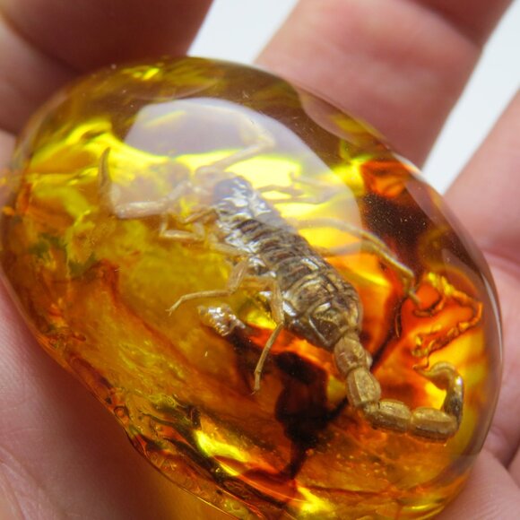 Fossil Amber Museum - Picture 3 of 5